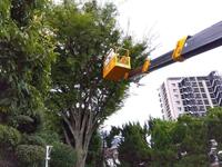 ケヤキ剪定中　高所車