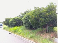 剪定　作業前②