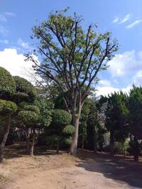 ケヤキ剪定完了