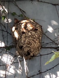 スズメバチの巣