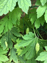 小さなゴーヤがたくさん実をつけ始めた