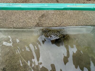 ガジマル保育園