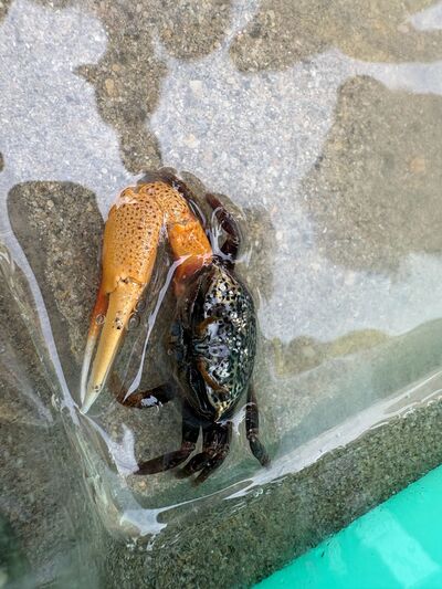 ガジマル保育園