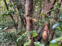 ガジマル保育園