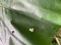 ガジマル保育園