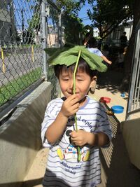 ガジマル保育園