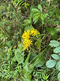 ガジマル保育園