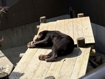 ガジマル保育園