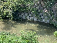 ガジマル保育園