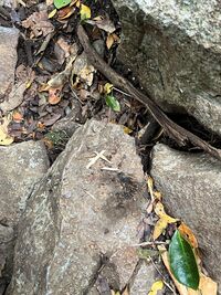 ガジマル保育園