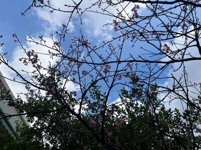 ガジマル保育園