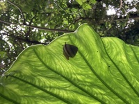 ガジマル保育園