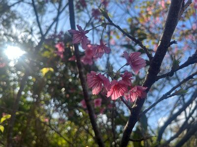 ガジマル保育園