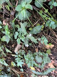 ガジマル保育園