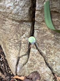 ガジマル保育園