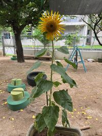 ガジマル保育園