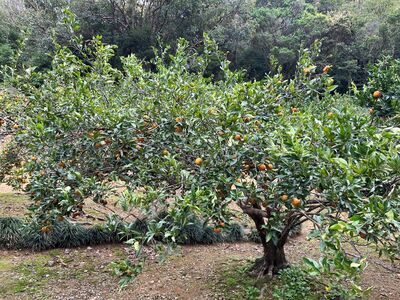 ガジマル保育園