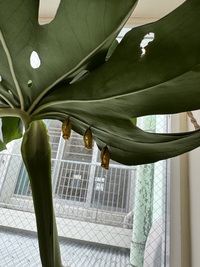 ガジマル保育園