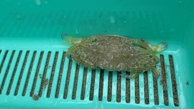 ガジマル保育園