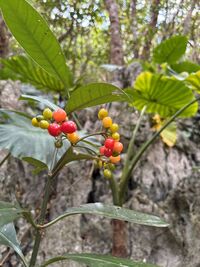 ガジマル保育園