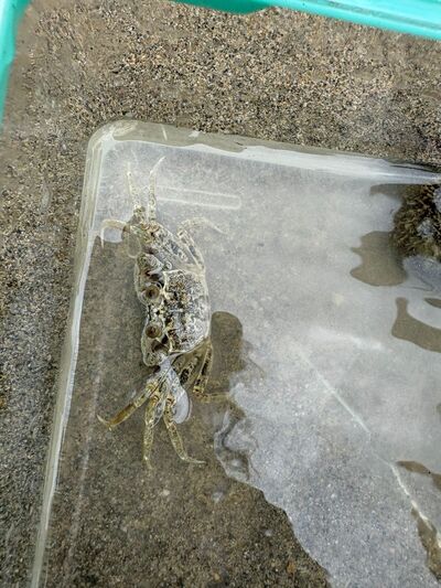 ガジマル保育園
