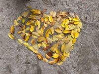 ガジマル保育園