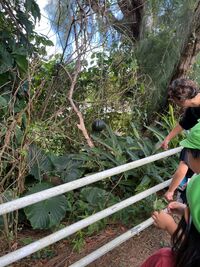 ガジマル保育園