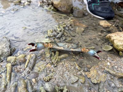 ガジマル保育園