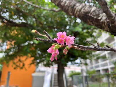 ガジマル保育園