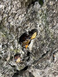 ガジマル保育園