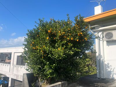 ガジマル保育園