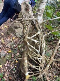 ガジマル保育園