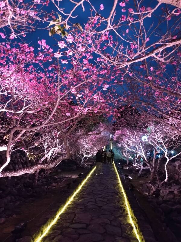2026　桜まつりライトアップの3