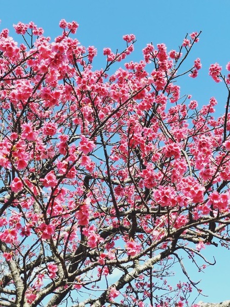 2026　桜まつり後　2