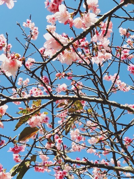 2026　桜まつり後　3