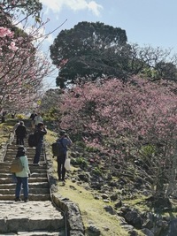 2026　桜まつり後　4