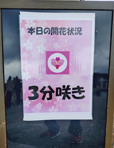 2026桜まつり　2日目