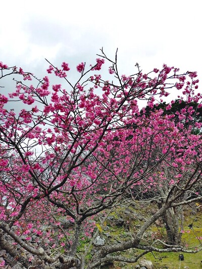 2026桜まつり　2日目の2