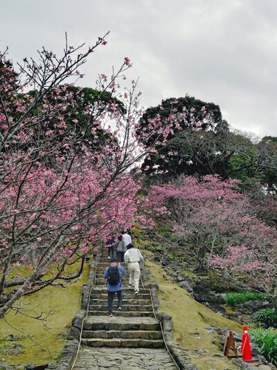 2026桜まつり　2日目の3