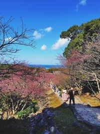 2026　桜まつり後　6