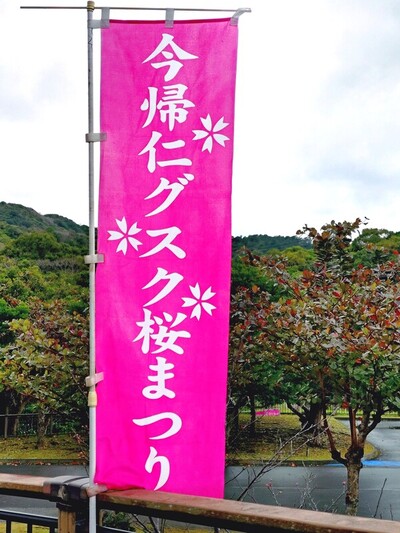 2026　桜まつり　のぼり