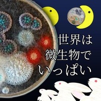 月見