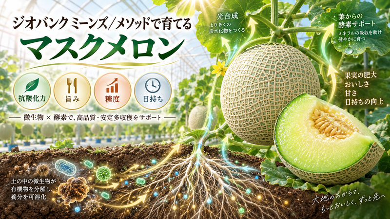 マスクメロン