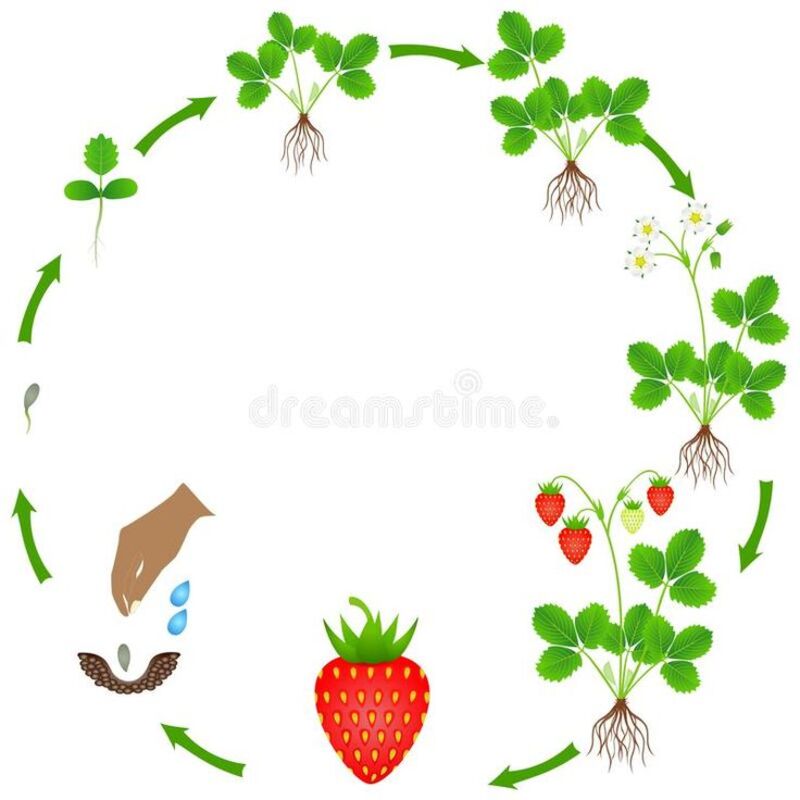 花芽分化(イチゴ)