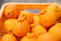 しらぬい（Shiranui）