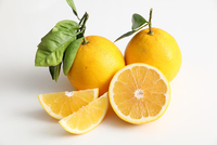 ジューシーオレンジ（Juicy Orange(Kawachi-Bankan)）