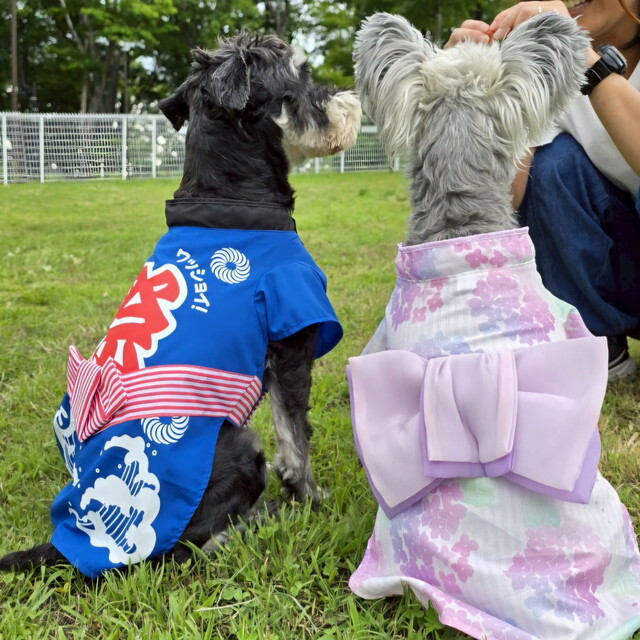 2025年7月-NAGI dog glampingでは宿泊者への「夏祭り」がスタート。ワンちゃんたちの法被や浴衣がたまらなく可愛いです(岐阜県)