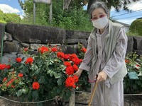 2026.5月「大井戸公園バラ園」