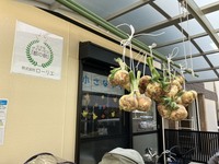 今年の「新玉ねぎ」取れました(^▽^)/
