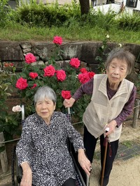 2026.5月「大井戸公園バラ園」